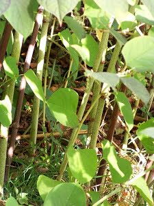 Japanese knotweed-Fallopia japonica